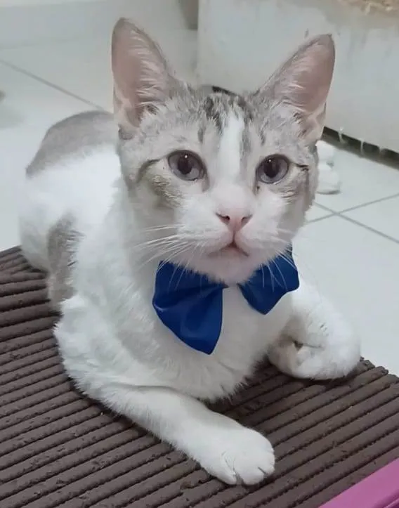 Gato ra a Srd idade 2 anos nome Snow