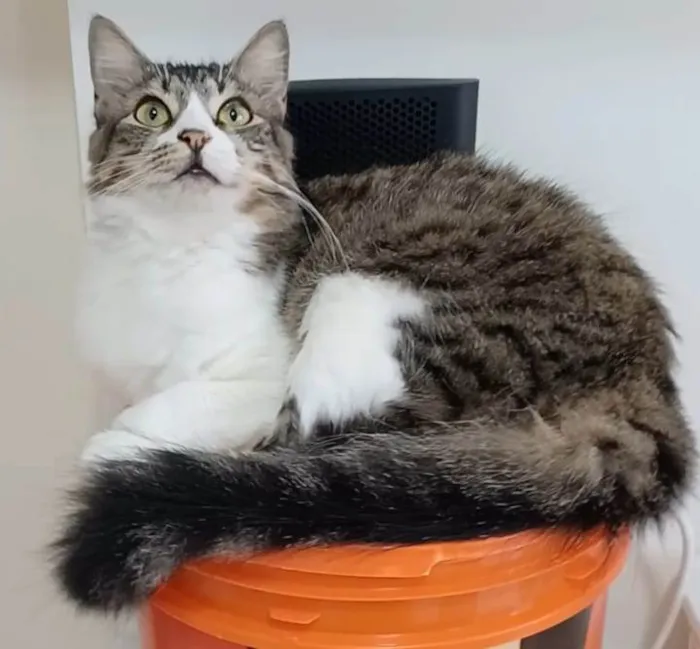 Gato ra a Srd idade 1 ano nome Benedita 