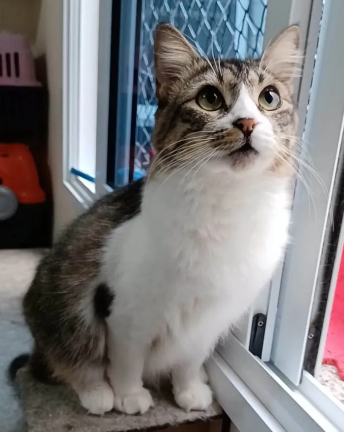 Gato ra a Srd idade 1 ano nome Benedita 