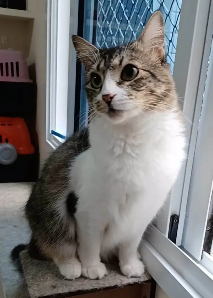 Gato ra a Srd idade 1 ano nome Benedita 