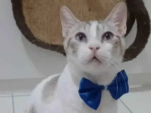 Gato raça Srd idade 2 anos nome Snow