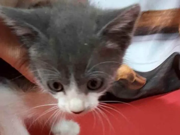 Gato ra a Não definida idade Abaixo de 2 meses nome Sem nome