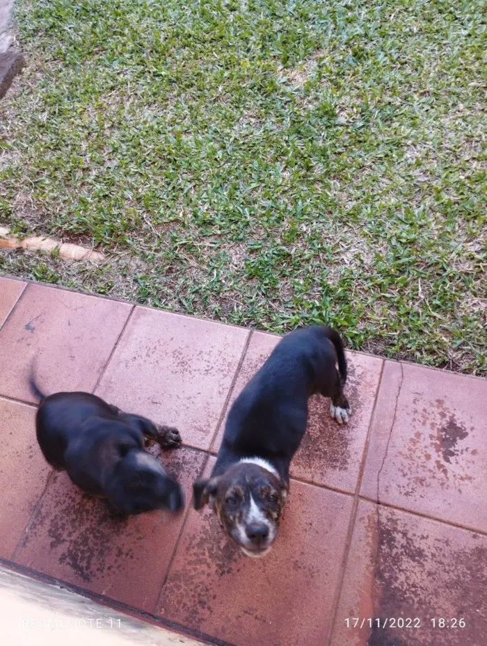 Cachorro ra a Srd idade 2 a 6 meses nome Branca e bia