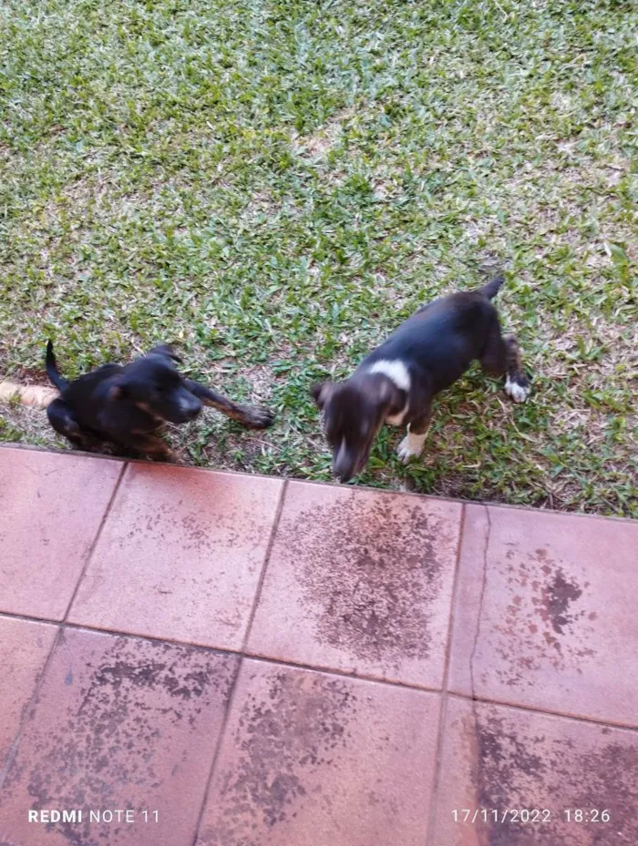 Cachorro ra a Srd idade 2 a 6 meses nome Branca e bia