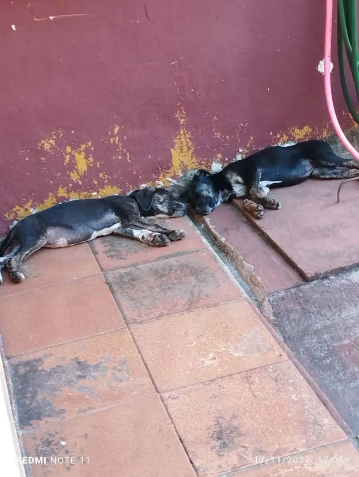 Cachorro ra a Srd idade 2 a 6 meses nome Branca e bia