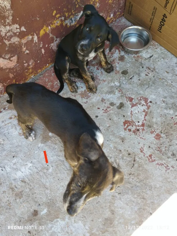 Cachorro ra a Srd idade 2 a 6 meses nome Branca e bia