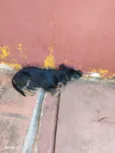 Branca e bia