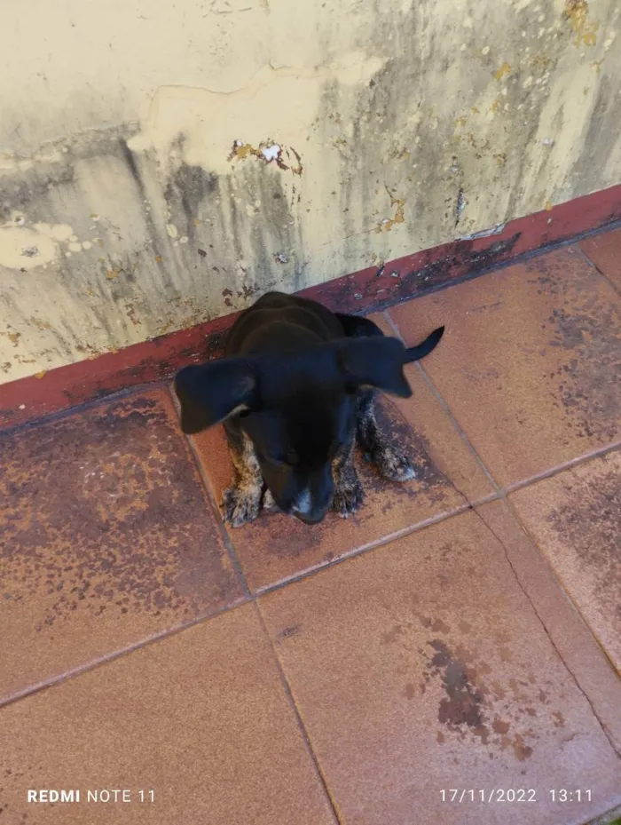 Cachorro ra a Srd idade 2 a 6 meses nome Branca e bia