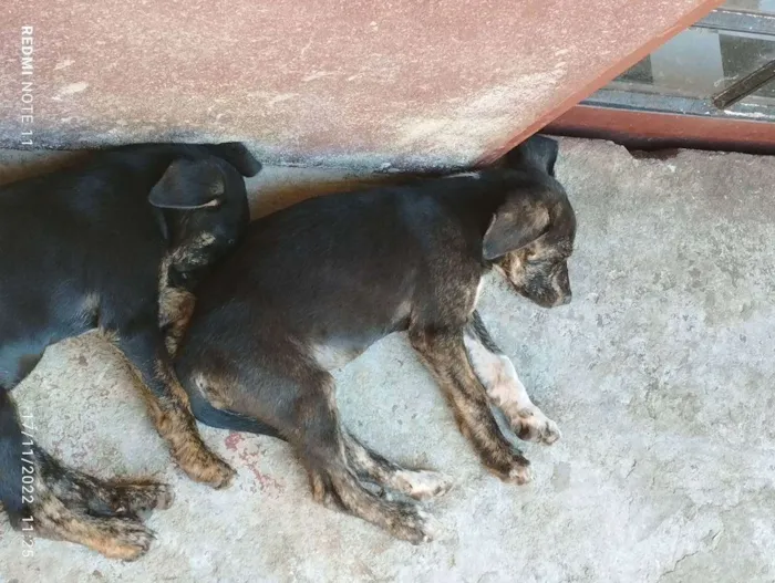 Cachorro ra a Srd idade 2 a 6 meses nome Branca e bia