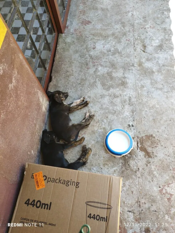 Cachorro ra a Srd idade 2 a 6 meses nome Branca e bia
