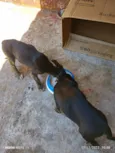 Branca e bia