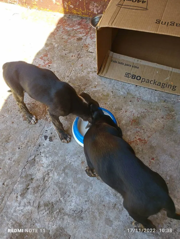 Cachorro ra a Srd idade 2 a 6 meses nome Branca e bia