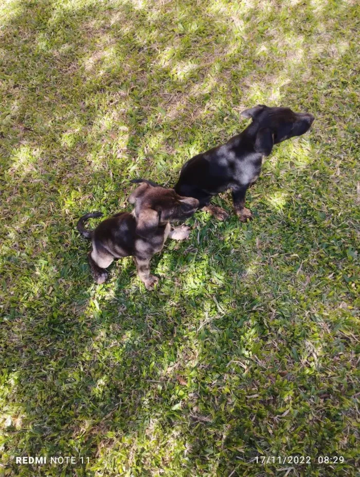 Cachorro ra a Srd idade 2 a 6 meses nome Branca e bia