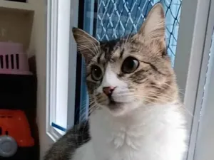 Gato raça Srd idade 1 ano nome Benedita 