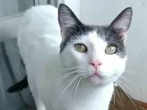 Gato raça Srd idade 2 anos nome John