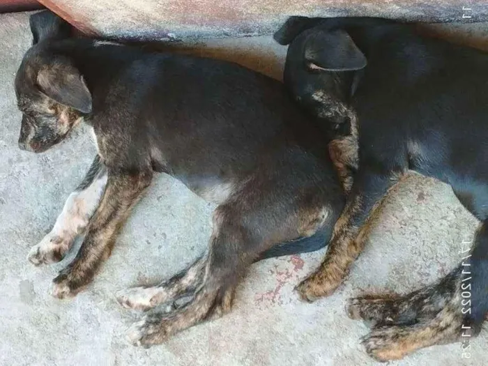 Cachorro ra a Srd idade 2 a 6 meses nome Branca e bia