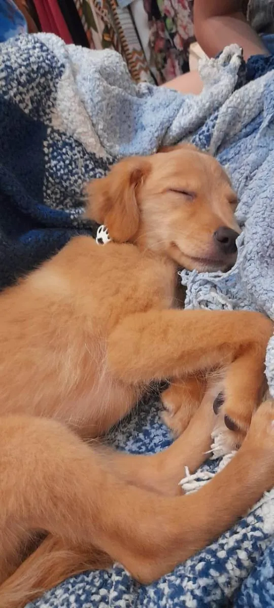 Cachorro ra a Indefinida idade Abaixo de 2 meses nome Ozzy
