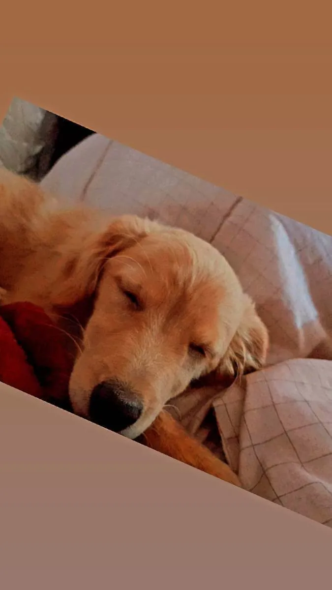 Cachorro ra a Indefinida idade Abaixo de 2 meses nome Ozzy