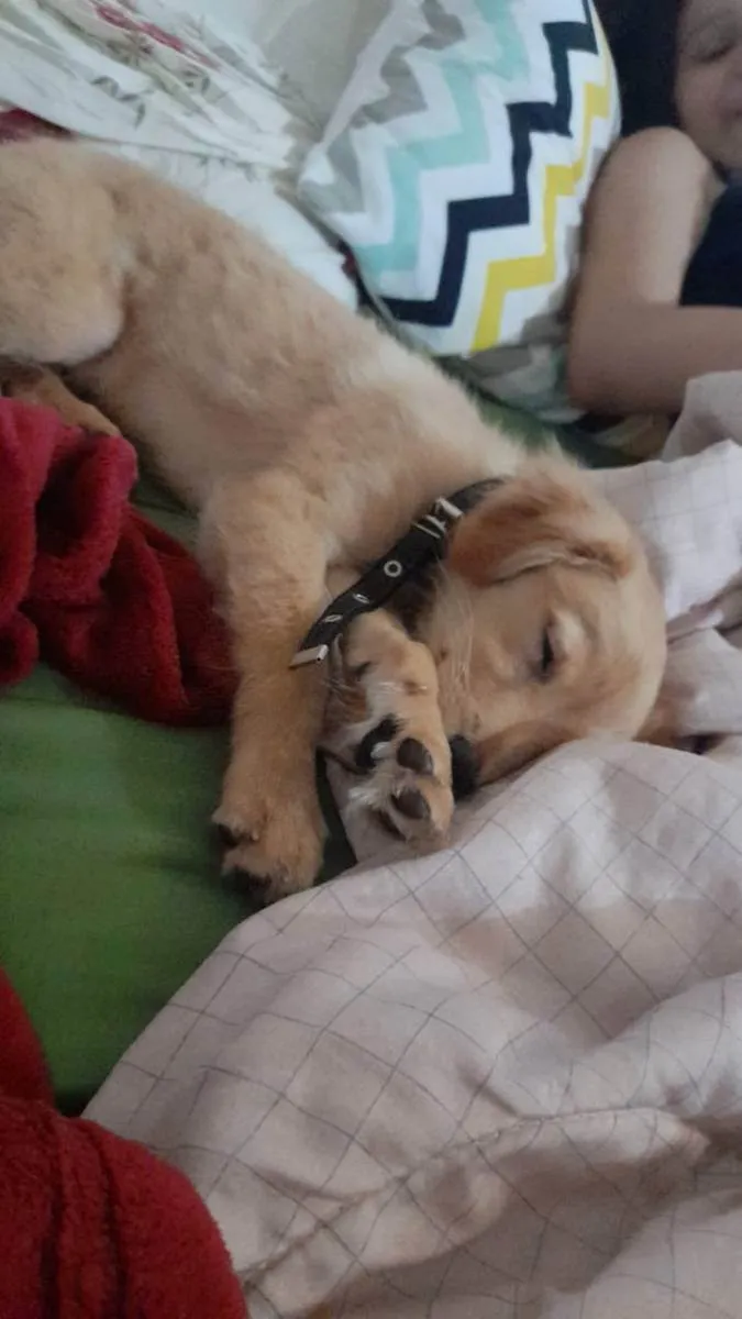 Cachorro ra a Indefinida idade Abaixo de 2 meses nome Ozzy