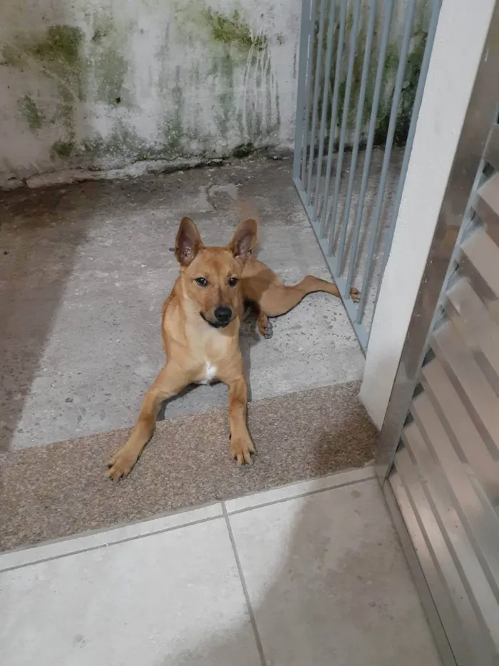 Cachorro ra a srd idade 2 anos nome Scoob Doo