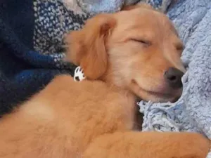 Cachorro raça Indefinida idade Abaixo de 2 meses nome Ozzy