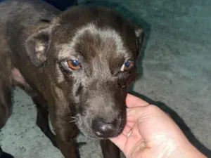 Cachorro raça Vira lata  idade 2 a 6 meses nome Cappuccino 