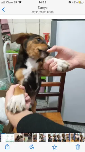 Cachorro raça Viralata idade 2 a 6 meses nome Anastasia Joaquina 