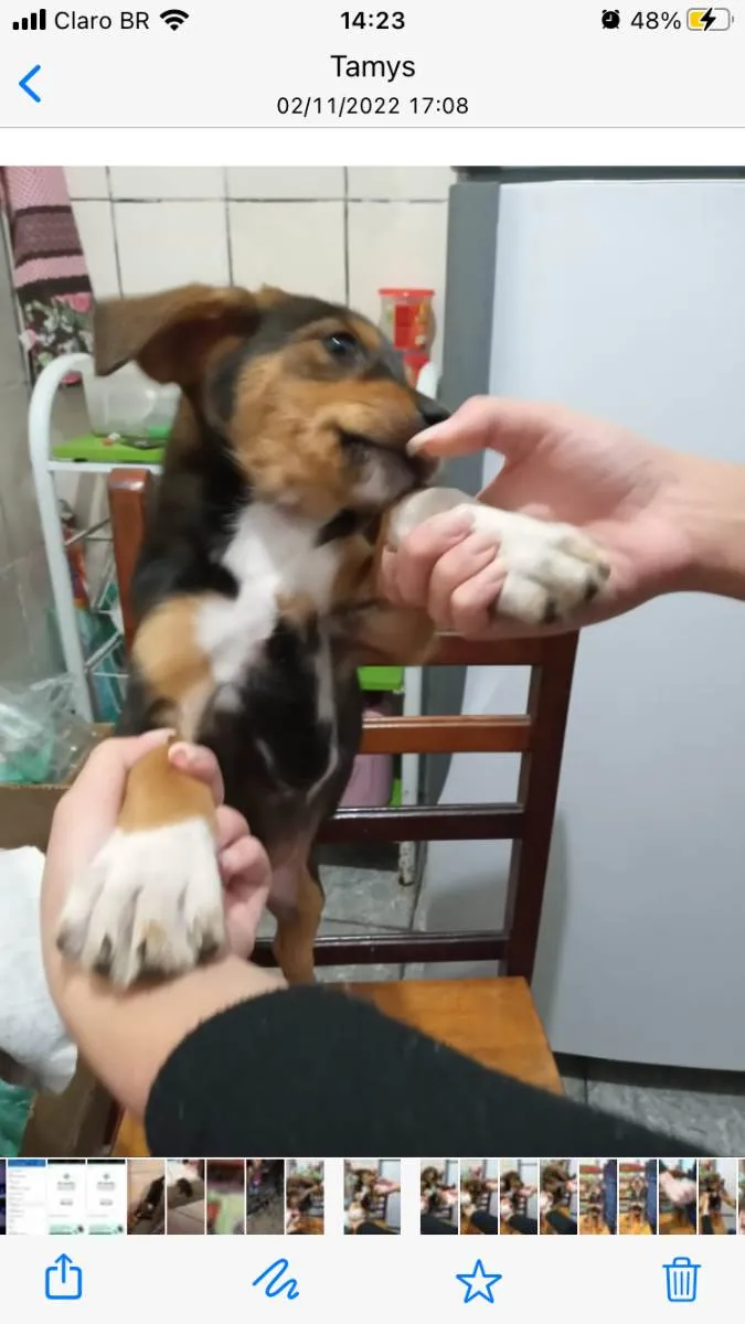Cachorro ra a Viralata idade 2 a 6 meses nome Anastasia Joaquina 