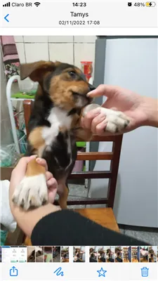 Cachorro raça Viralata idade 2 a 6 meses nome Anastasia Joaquina 