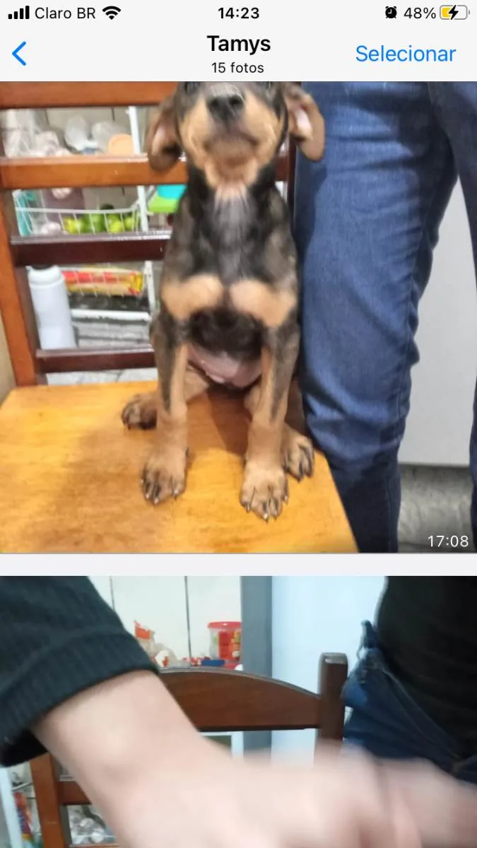 Cachorro ra a Viralata idade 2 a 6 meses nome Anastasia Joaquina 
