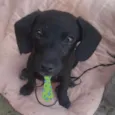 Otto 