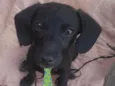Otto 