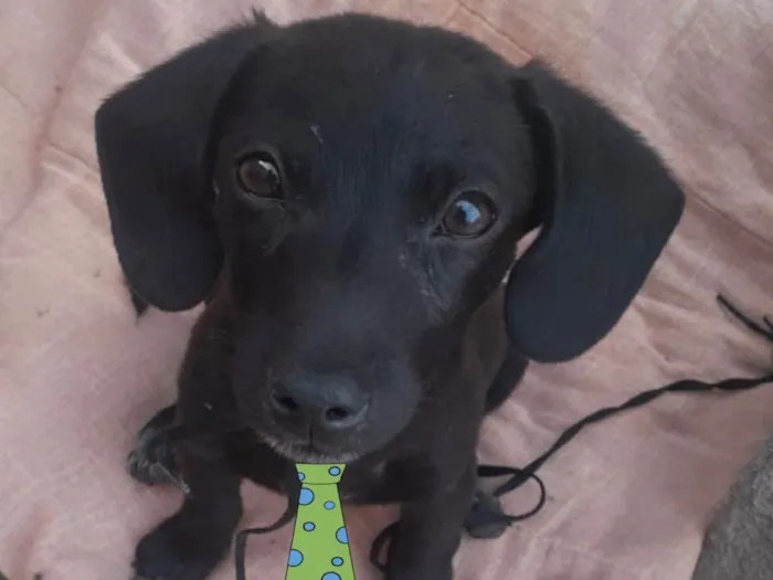 Cachorro ra a Mestiço  idade 2 a 6 meses nome Otto 