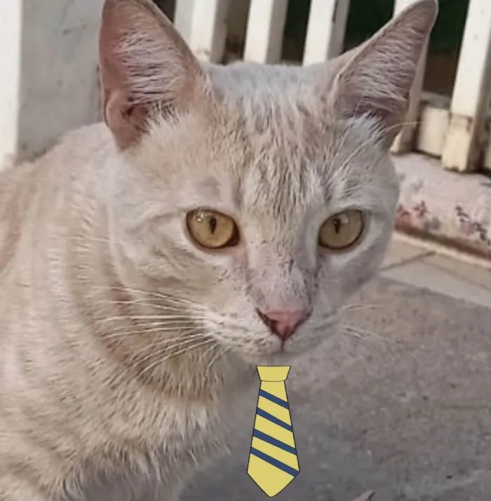 Gato ra a Mestiço  idade 2 a 6 meses nome Luke 