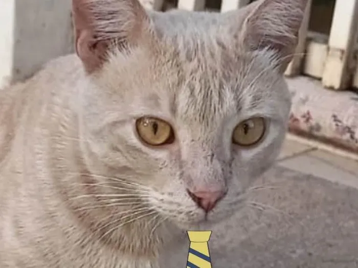 Gato ra a Mestiço  idade 2 a 6 meses nome Luke 