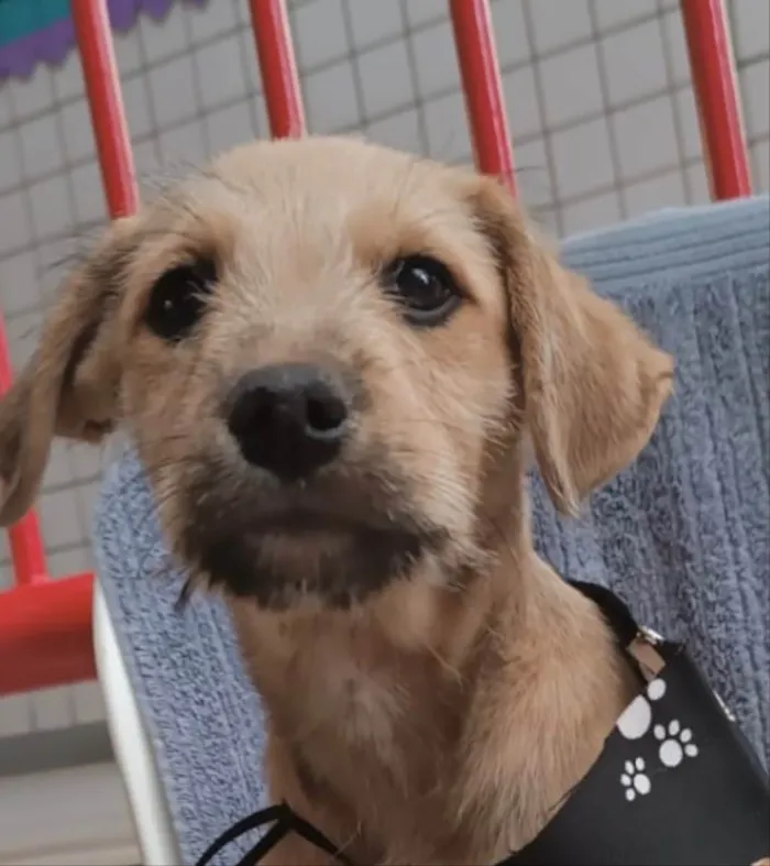 Cachorro ra a Mestiço  idade 2 a 6 meses nome Toddy 