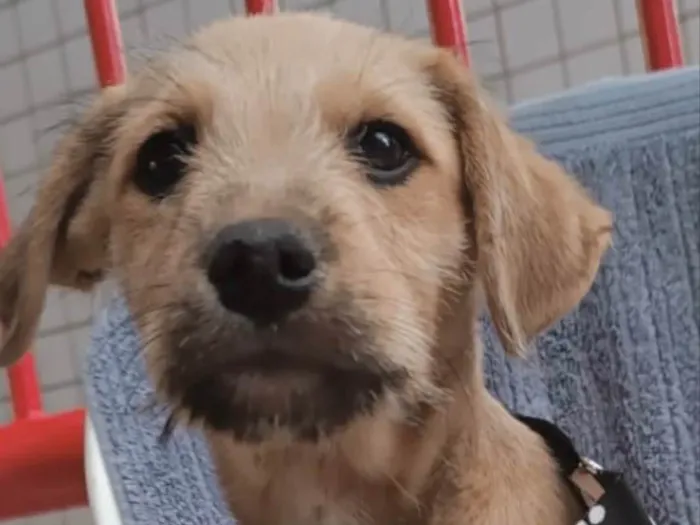 Cachorro ra a Mestiço  idade 2 a 6 meses nome Toddy 