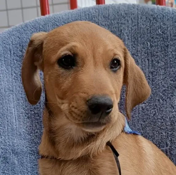 Cachorro ra a Mestiço  idade 2 a 6 meses nome Rex 