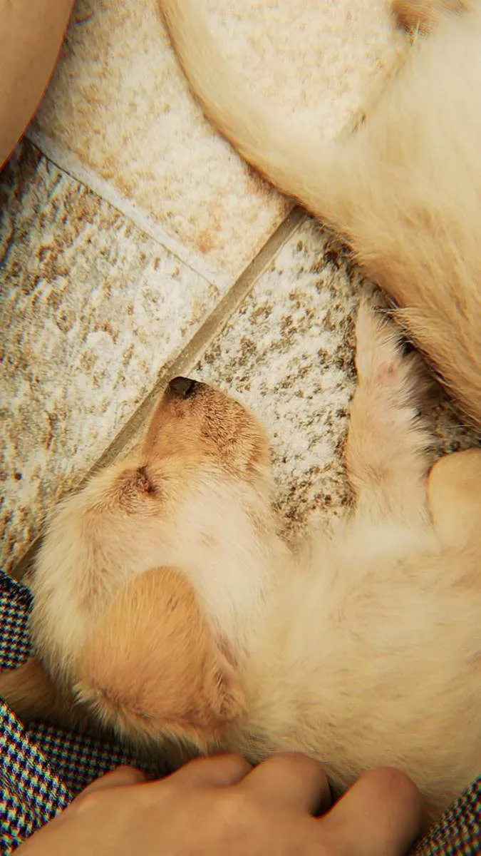 Cachorro ra a Vira lata  idade Abaixo de 2 meses nome Sem nome ainda 