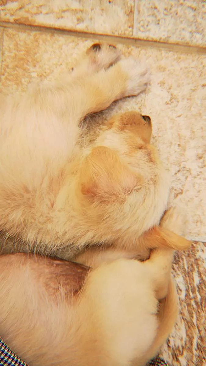 Cachorro ra a Vira lata  idade Abaixo de 2 meses nome Sem nome ainda 