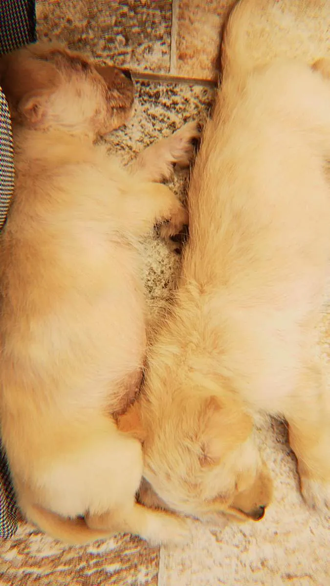 Cachorro ra a Vira lata  idade Abaixo de 2 meses nome Sem nome ainda 