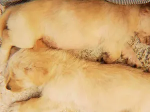 Cachorro raça Vira lata  idade Abaixo de 2 meses nome Sem nome ainda 