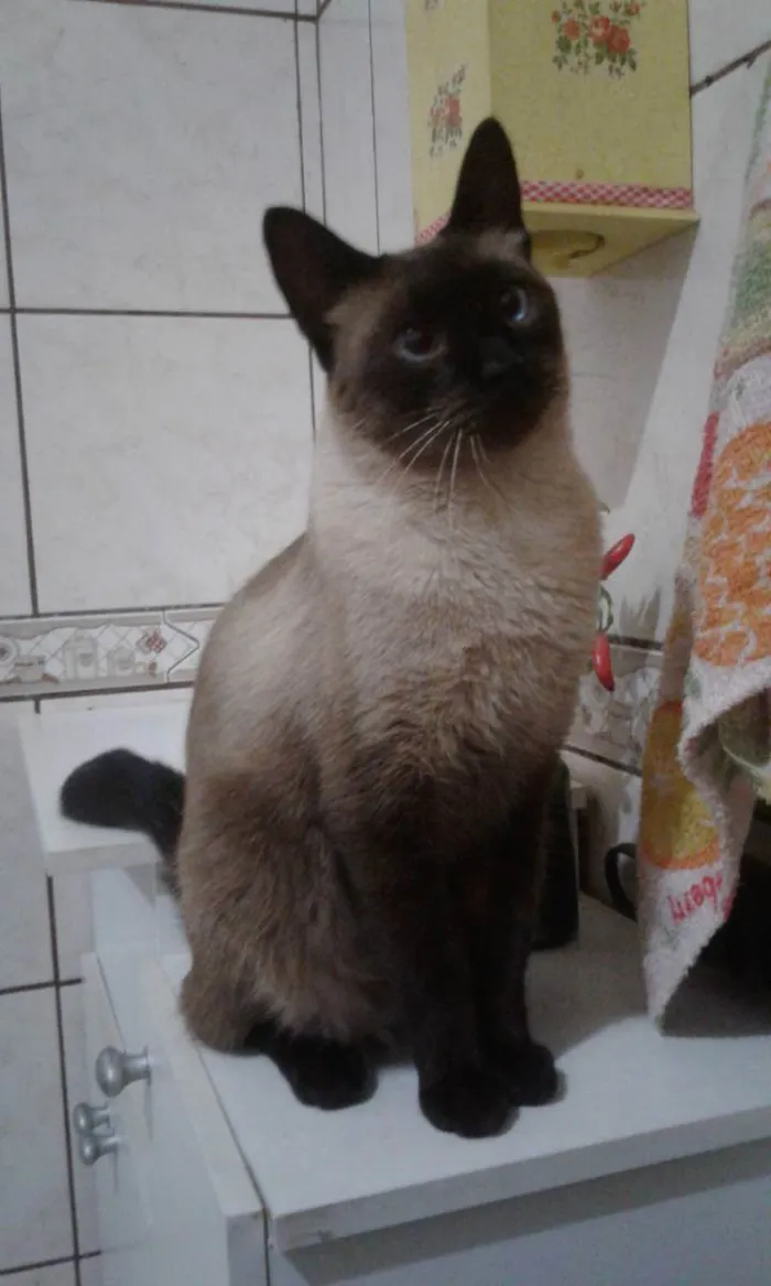 Gato ra a Vira Lata (Siamês) idade 5 anos nome Kleber