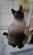Kleber