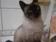 Kleber