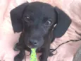 Otto 