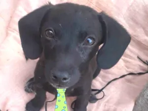 Cachorro raça Mestiço  idade 2 a 6 meses nome Otto 