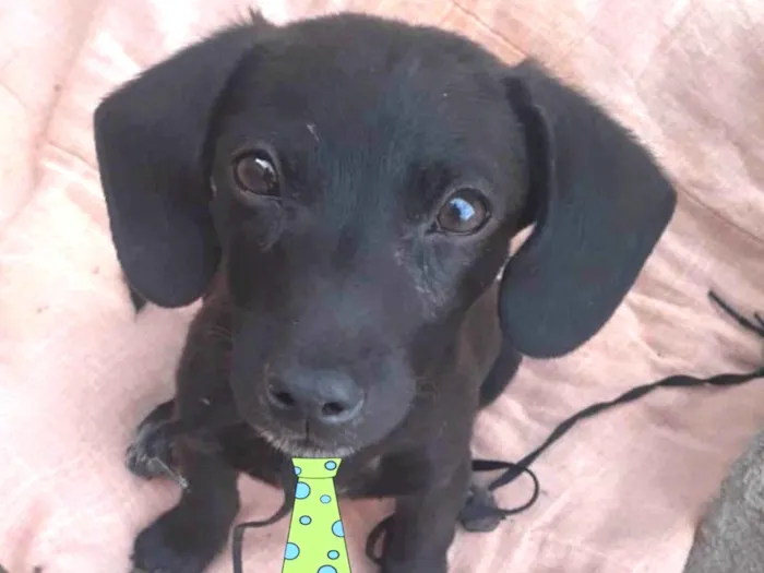 Cachorro ra a Mestiço  idade 2 a 6 meses nome Otto 