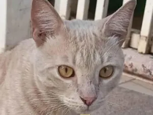 Gato raça Mestiço  idade 2 a 6 meses nome Luke 