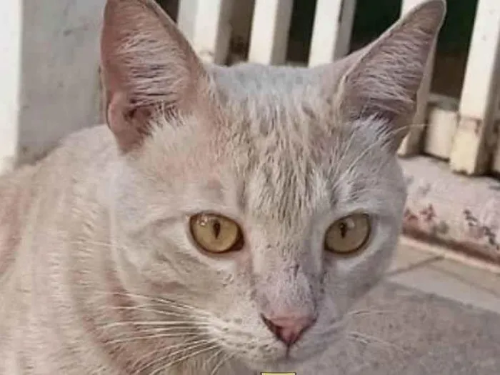 Gato ra a Mestiço  idade 2 a 6 meses nome Luke 